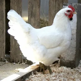 Sapphire Splash Chicken Breed