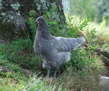 Sapphire Olive Egger Chicken Breed