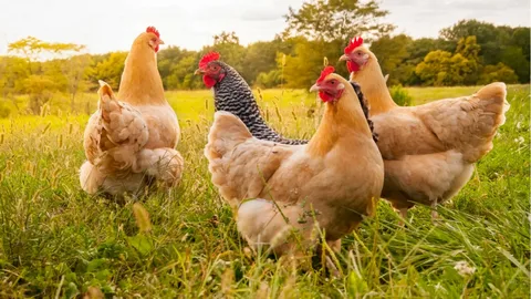 Perfect Chicken Name By Color