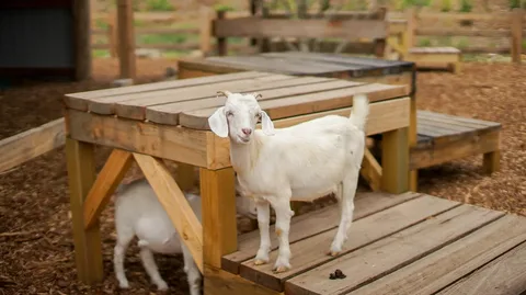 Cheap Goat Toys for Enrichment and Entertainment