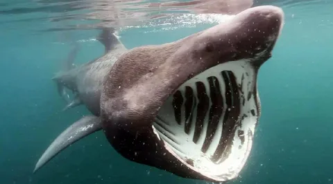 Do Basking Sharks Attack Humans? 