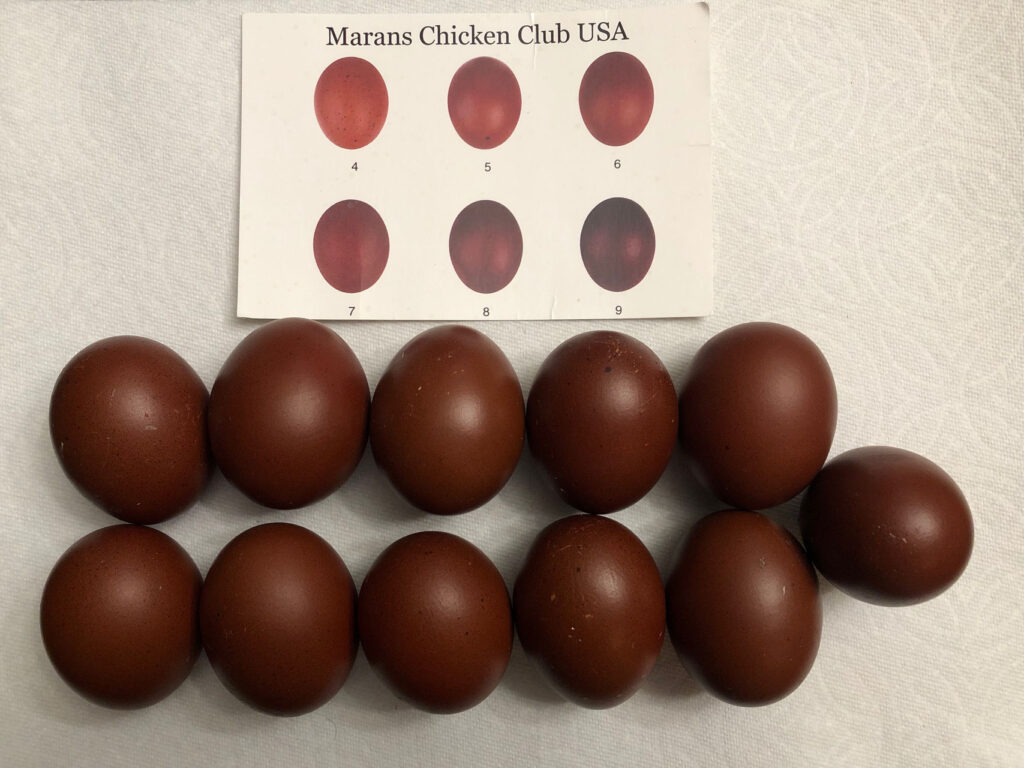 Cuckoo Maran Chicken Breed Eggs