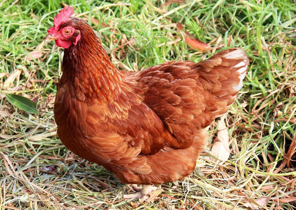 ISA Brown Chicken Breed