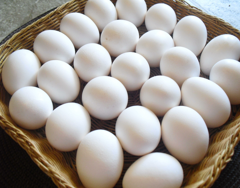 White Leghorn Chicken Breed